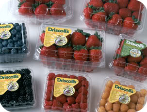 driscollsberries.jpg