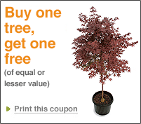 b1g1-tree-coupon.jpg